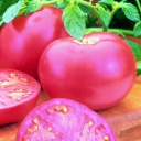 [69-8880-501] Semences tomate rose