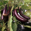 Semences aubergine Little Finger biologique