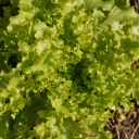 Semences laitue feuille de Chêne biologique