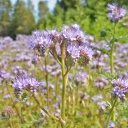 Semences phacélie à feuilles de tanaisie biologique