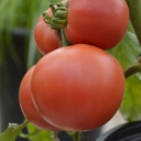 Semences tomate Rose Aimée biologique