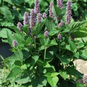 [AG19] Semences agastache biologique