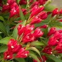 Weigela crimson kisses