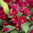 Weigela maroon swoon