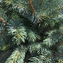 Épinette (picea) fat albert bleu