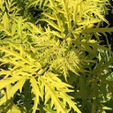 Sambucus lemony lace (racemosa)