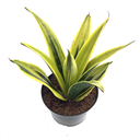 Sansevieria la rubia