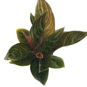 Aglaonema chocolate