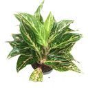 Aglaonema dazzle gem