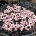 Sambucus black lace