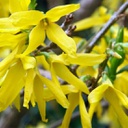 Forsythia northern gold