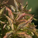 Weigela my monet sunset (florida)