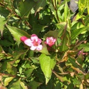 Weigela florida rumba