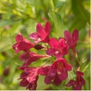 Weigela florida ghost