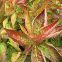 Weigela florida wings of fire