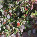 Berberis thunbergii cherry bomb