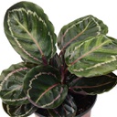 Calathea roseopicta (4 pouces)