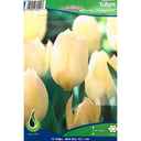 Bulbes : Tulipe - White Emperor - Fosteriana