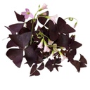 Oxalis Triangularis (Mauve)