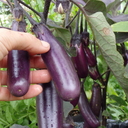 Semences aubergine slim Jim