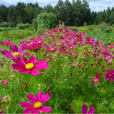 Semences cosmos tetra Versailles red