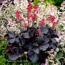 [1HEUBLFC01] Heuchera Black Forest Cake