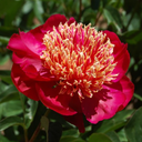 Paeonia japanese sword dance