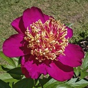 Paeonia japanese mikado