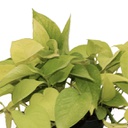 Epipremnum aureum neon  (6 pouces)