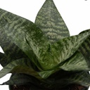 Sansevieria hahnii robusta (4 pouces)