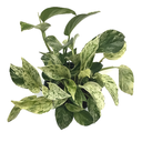 Epipremnum marble queen (6 pouces)