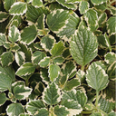 [PLECCOLEPANA4] Plectranthus Coleoide Panache