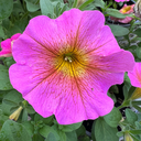 [PETUPETCROSE5] Petunia Petchoa Supercal Premium Sunray