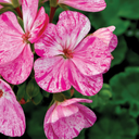 [GERAROSE4] Geranium Gliter pink