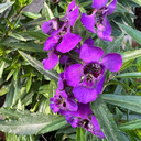 [ANGEARCHMAUV6] Angelonia Archangel (Dark purple)