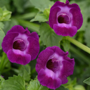 [TORESUMMVIOL4] Torenia Summer Wave Large (Violet)