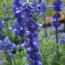 [SALVSALLEMOT4] Salvia Sallyfun (Blue emotion)