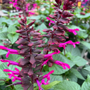 [SALVROCKFUCH5] Salvia Rockin Fuchsia (5 pouces)