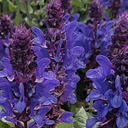 [SALVMARVBLEU1] Salvia Marvel (Blue)