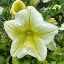 [PETUSURFJAUN5] Petunia Surfinia (Yellow)