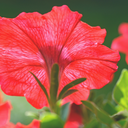 Petunia Potunia (Rouge, 4 pouces)