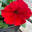 [PETUEASYROUGPACK] Petunia Easy Wave (Rouge)