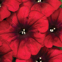 [PETUCRAZBLUE4] Petunia Crazytunia (Red blues, 4 pouces)