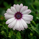 Osteospermum Gelato (Almond, 4 pouces)