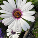 [OSTESENOBLAN4] Osteospermum Senoritas (White, 4 pouces)