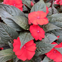 [SUNPCOMPROUG5] Sunpatiens Compact (Rouge, 5 pouces)