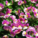 [NEMEESCEROSE4] Nemesia Escential (Pink berry)