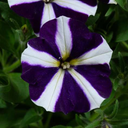 [PETUAMORMAUV4] Petunia Amore (Purple, 4 pouces)