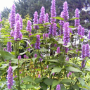 Semences agastache fenouil