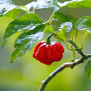 [PIMETRINROUG4.5] Piment Trinidad Scorpion